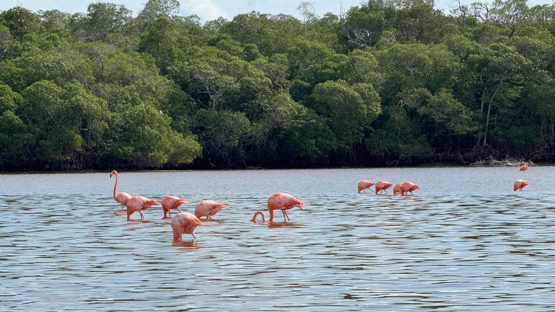 Pink flamingos wading in a body of water with a mangrove forest in the background